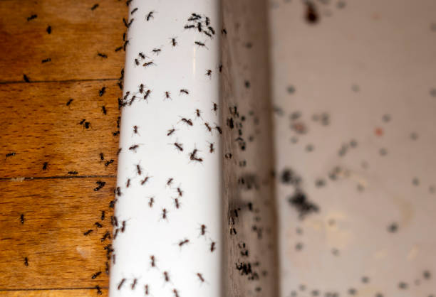 Pest Control Cost in Cornwall On Hudson, NY