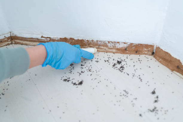 Professional Pest Control in Cornwall On Hudson, NY